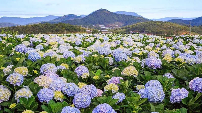 top-101-hinh-anh-hoa-cam-tu-cau-cho-may-tinh-djep-theo-mau-sac-h15