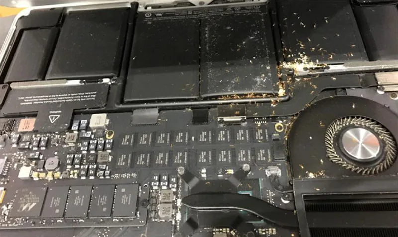 neu-laptop-may-tinh-bi-kien-chui-vao-co-anh-huong-gi-khong