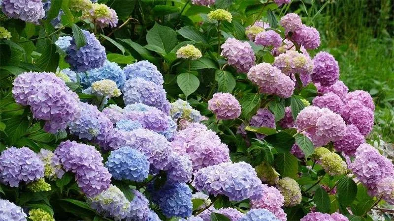 TOP 101 Hình Ảnh Hoa Cẩm Tú Cầu Cho Máy Tính Đẹp Theo Màu Sắc